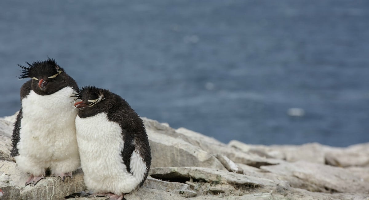 image-falkland-islands-rockhopper.jpg